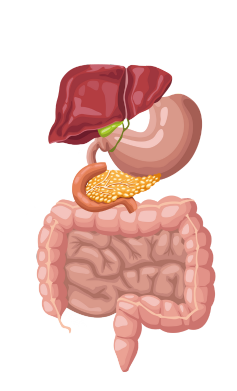 figura cartunesca do sistema digestivo
