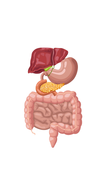 figura cartunesca do sistema digestivo